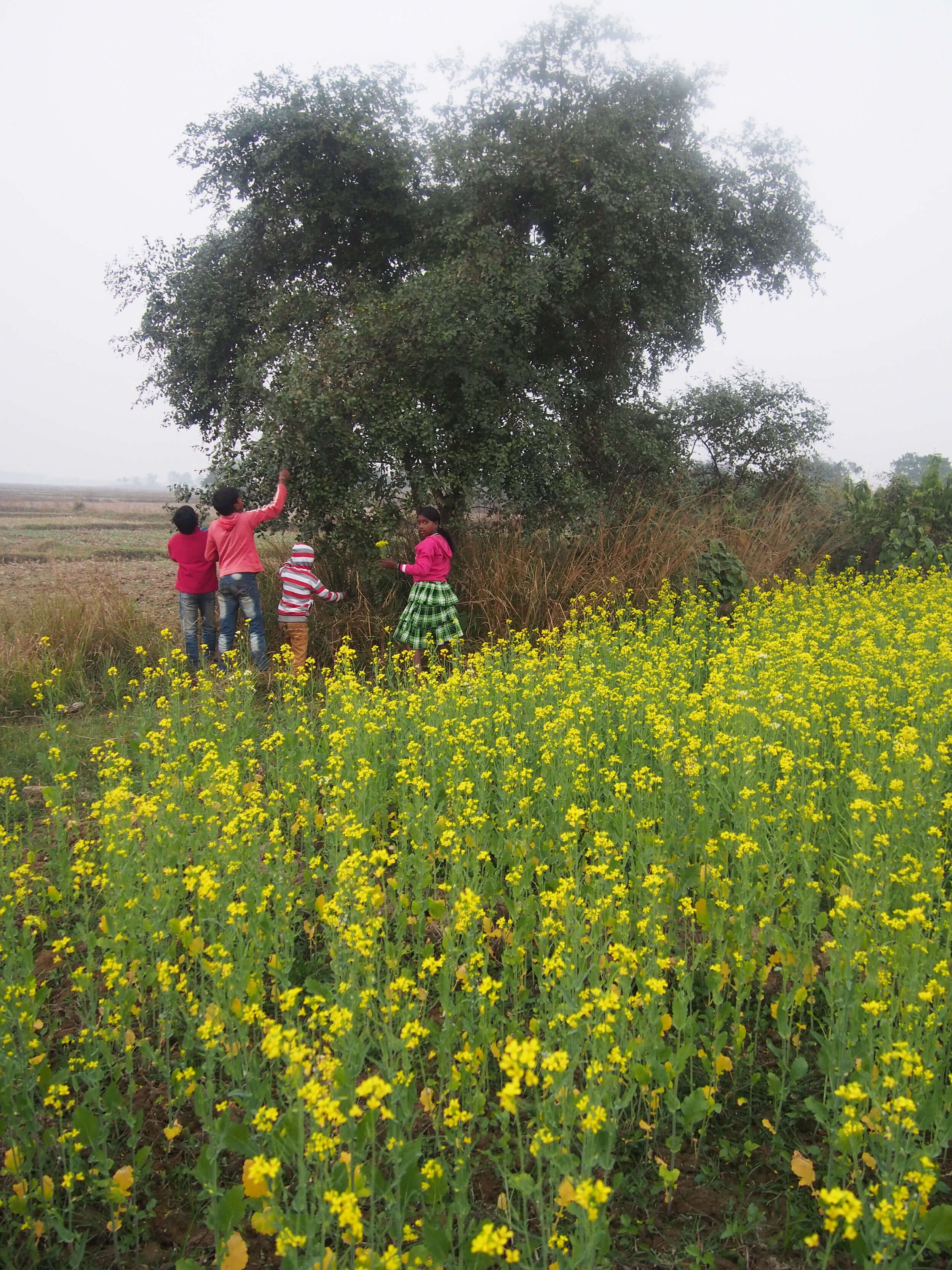 Children playing in mustard flower fields in the suburbs of India