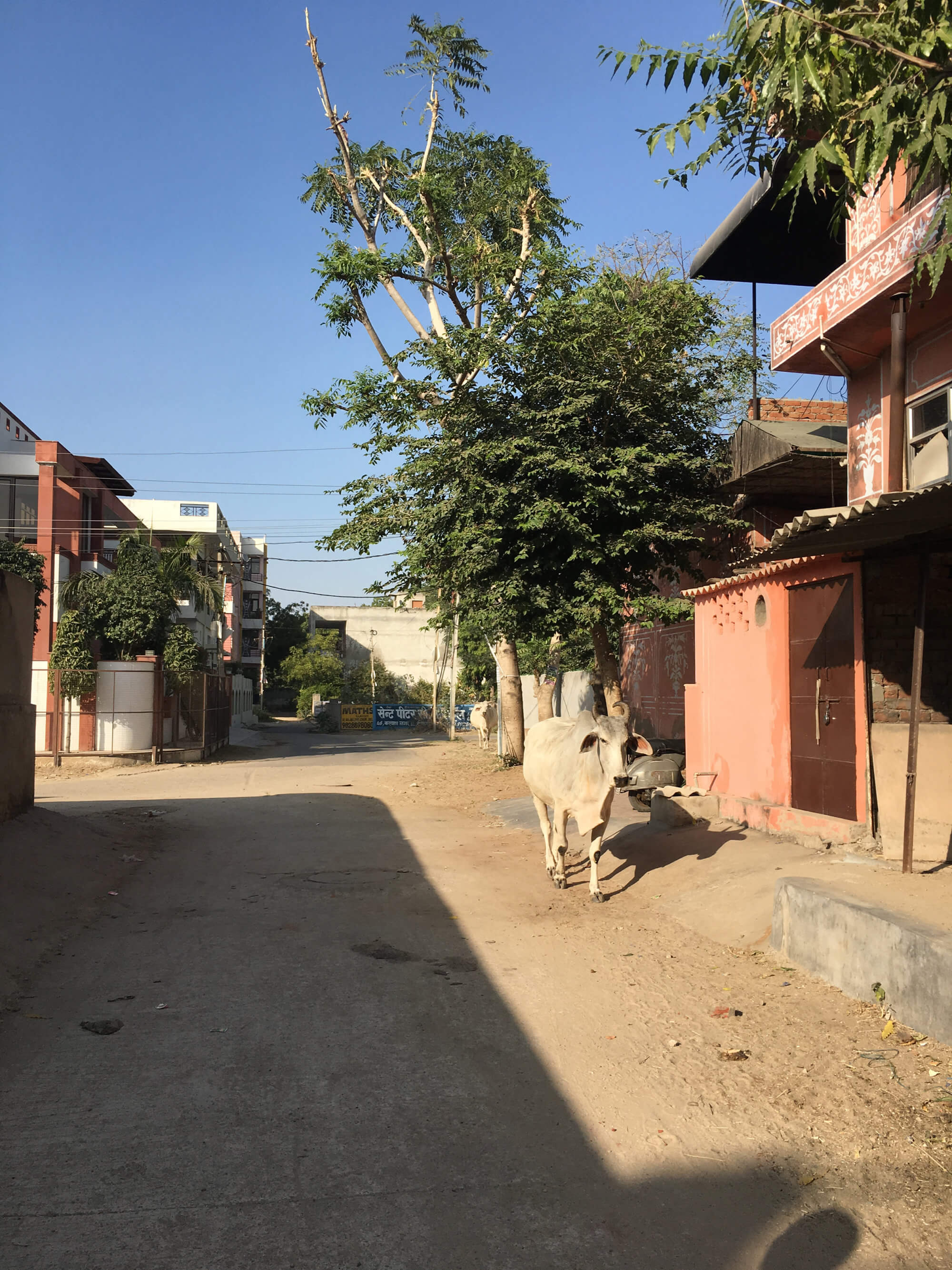 インドの住宅街を歩く牛