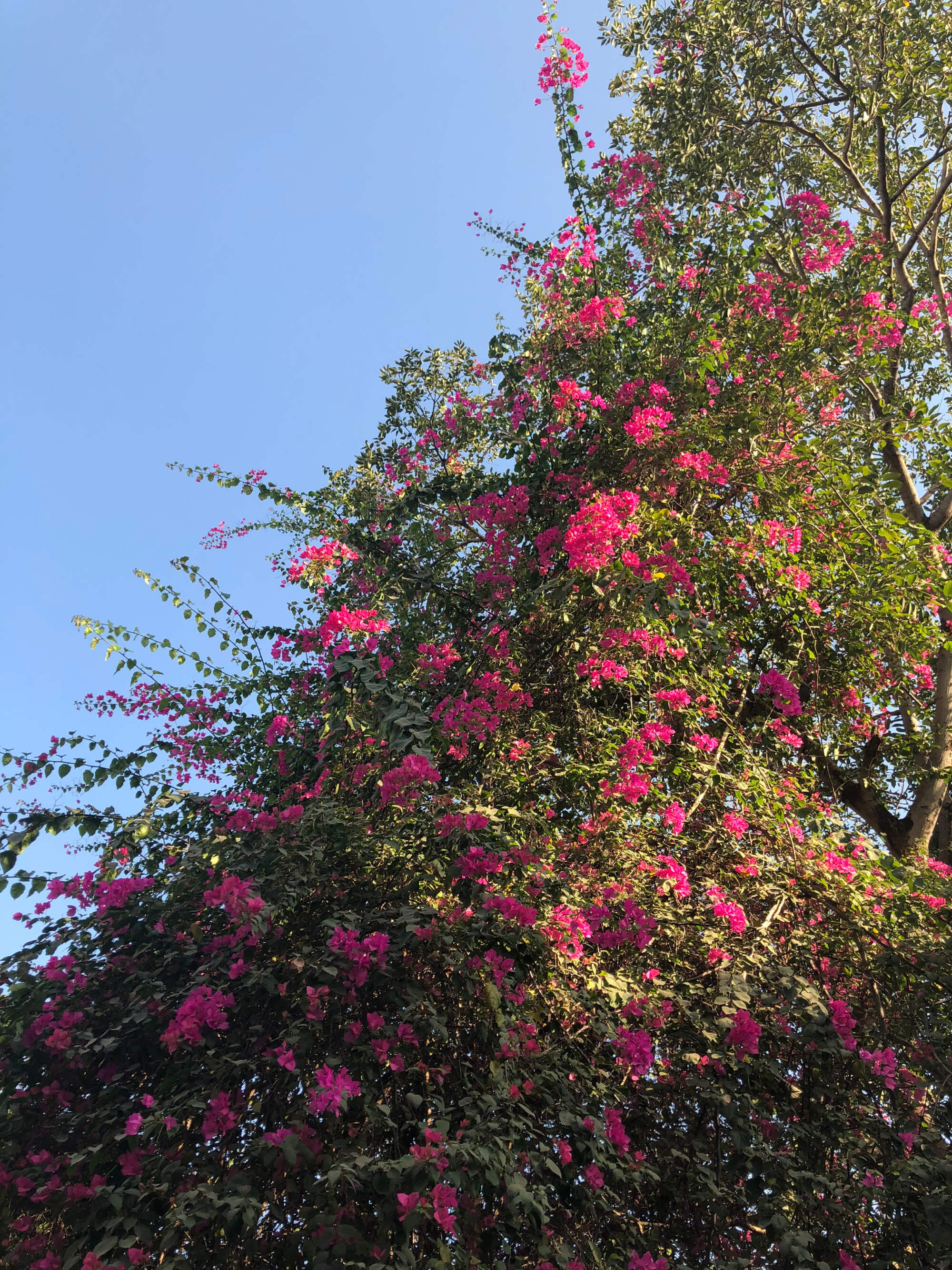 Shocking pink bougainvillea flowers commonly found in Indian streets