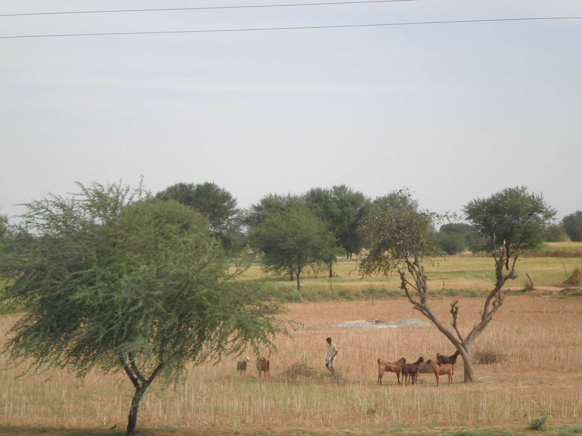 インド郊外のヤギと男性