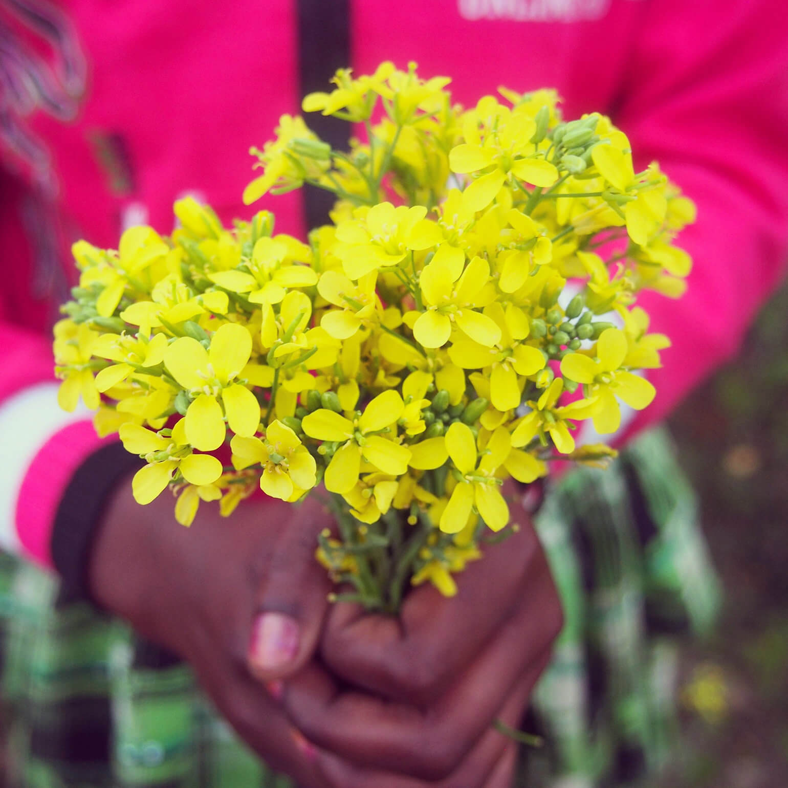 インド郊外で咲くマスタードの花束を持つ少女の手